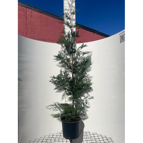 Cupressocyparis leylandii - 10L 150+