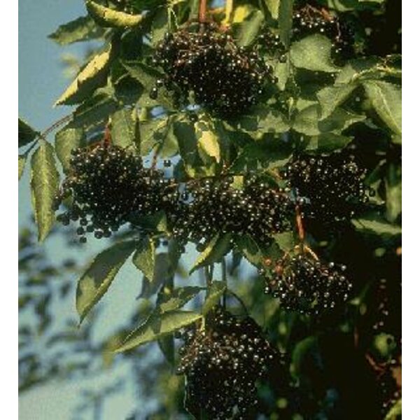 Sambucus nigra - 7,5L 100+