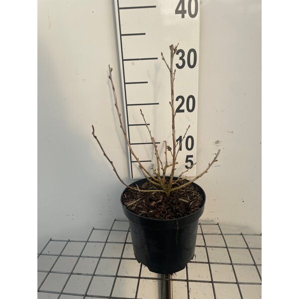 Ribes alpinum 'Schmidt' - 3,0L 30+