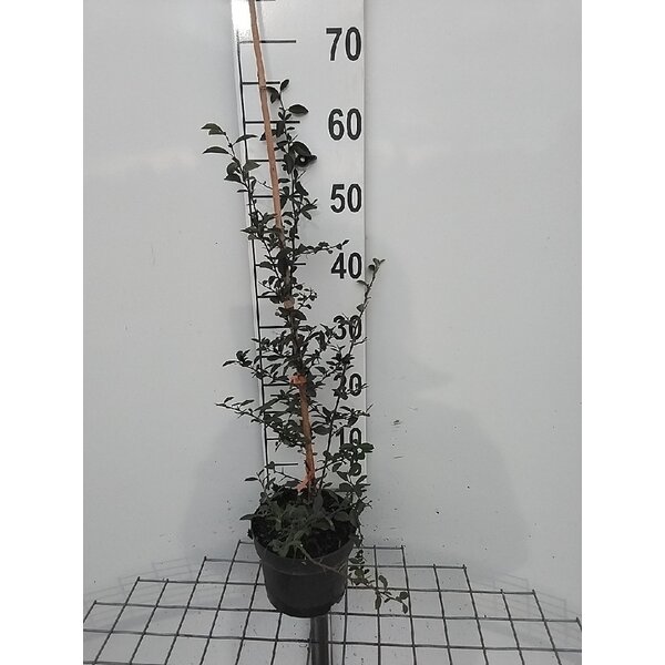 Pyracantha 'Orange Glow' - 2,0L 60+