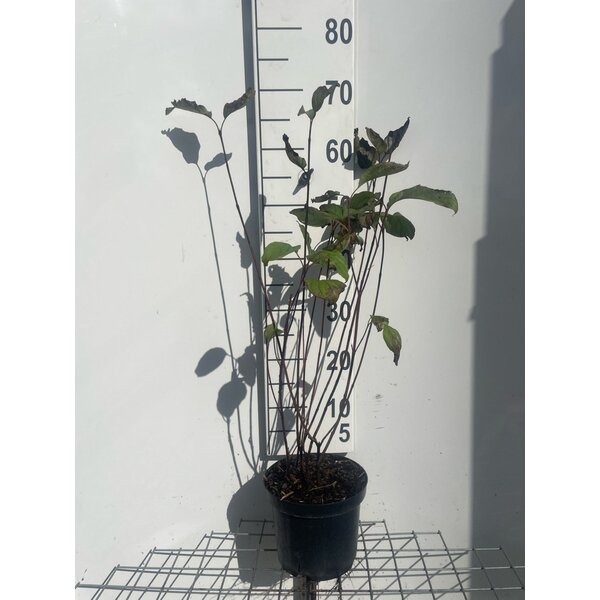 Cornus alba 'Kesselringii' - 3,0L 60+
