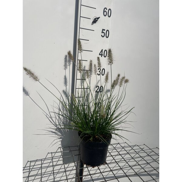 Pennisetum al. 'Little Bunny' - 2,0L