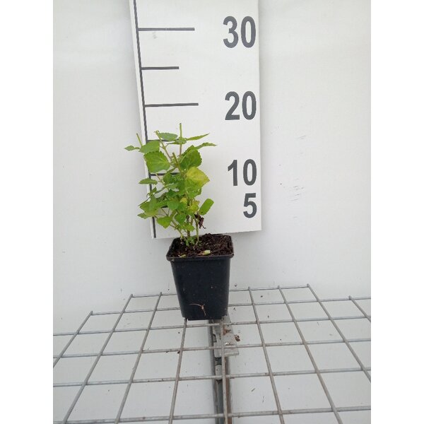 Agastache 'Blue Fortune' - P9