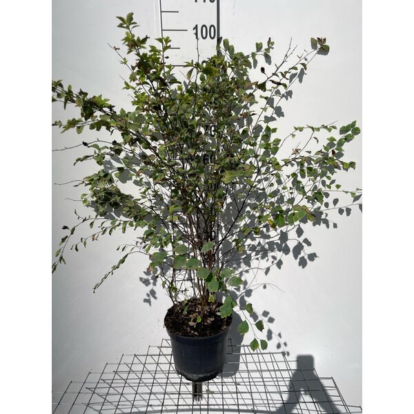 Spiraea vanhouttei - 7,5L 80+