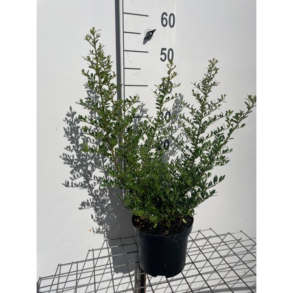 Ilex crenata 'Stokes' - 3,0L 40+