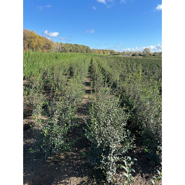 Osmanthus burkwoodii - met kluit 100+