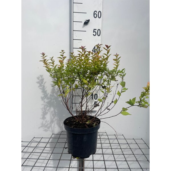Spiraea jap. 'Firelight' - 3,0L 40+