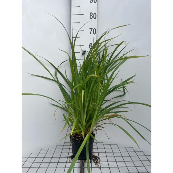 Carex pendula - 2,0L