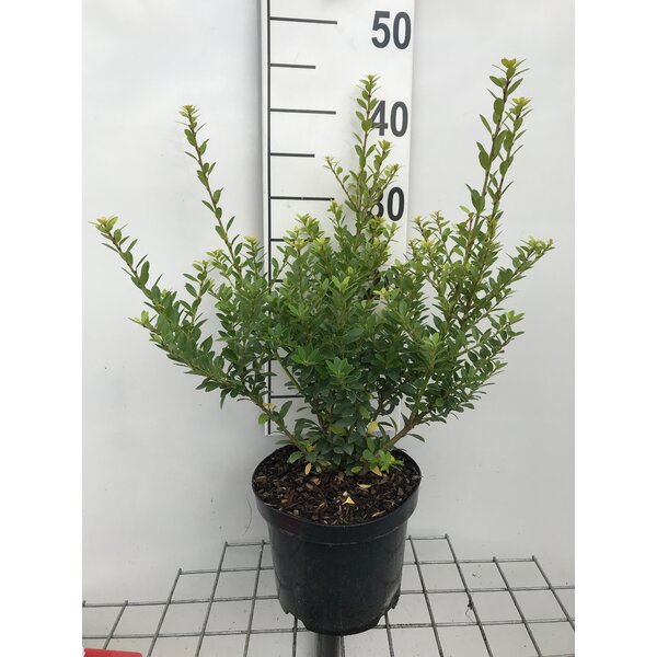 Ilex maximowicziana kanehirae - 3,0L 40+