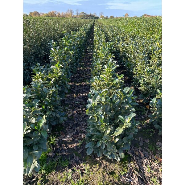 Prunus l. Etna - met kluit 80+