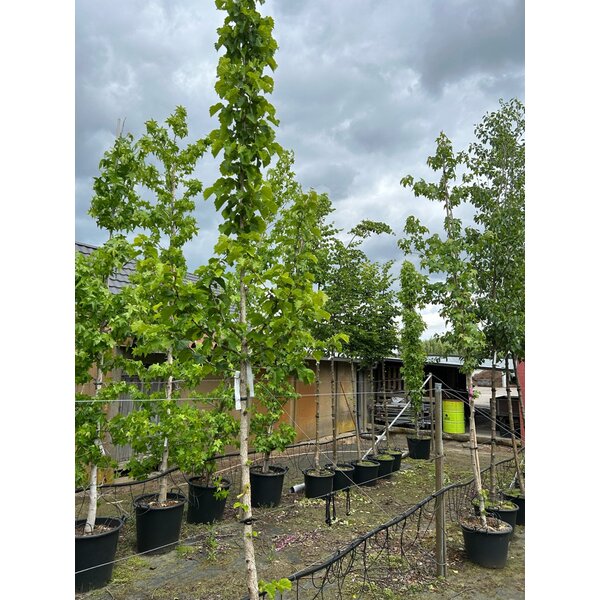 Corylus colurna - 35L 12-14 HO