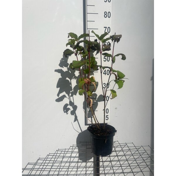 Cornus alba 'Sibirica' - 3,0L 60+