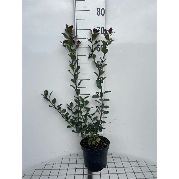 Ilex meserveae Heckenblau - 3,0L 60+