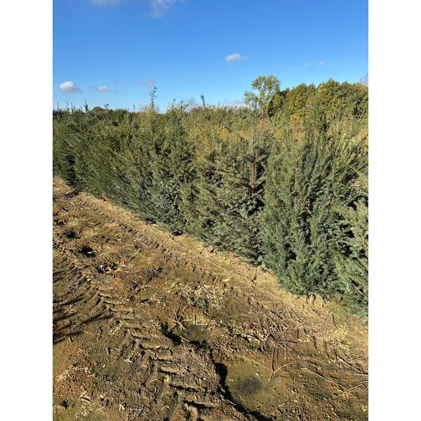 Taxus baccata - met kluit 150+