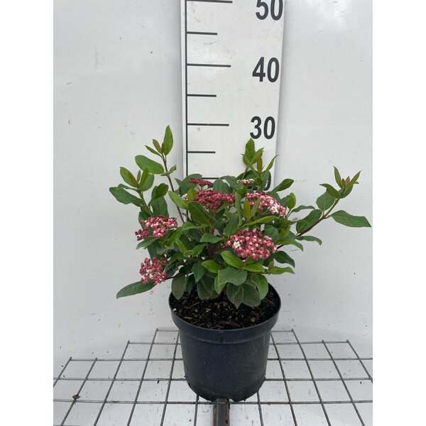 Viburnum tinus 'Gwenllian' - 3,0L 20+