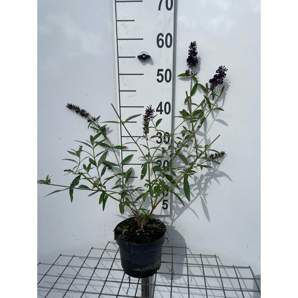 Buddleja d. 'Black Knight' - 2,0L 40+