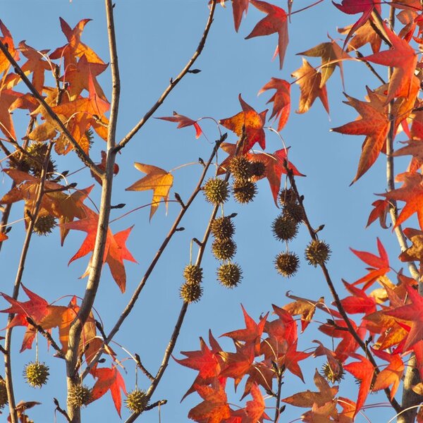 Liquidambar styraciflua