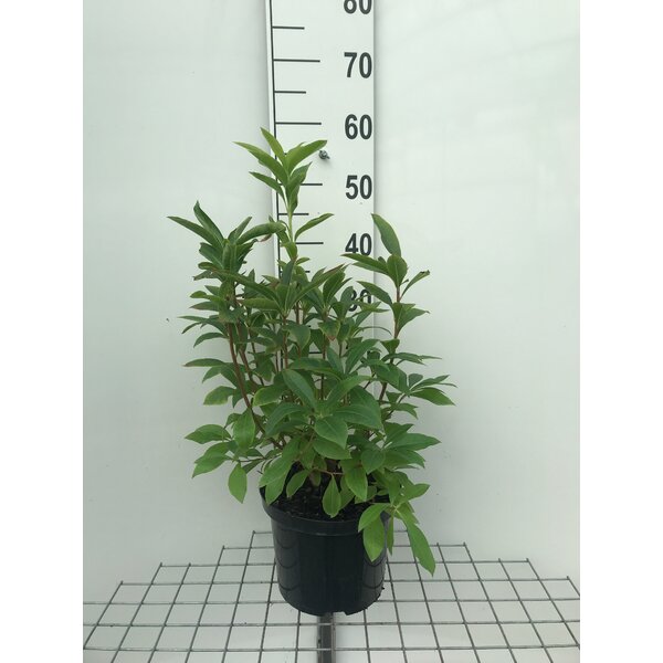 Rhododendron (bladverlizend) 'Whitethroat' Wit - 5,0L 50+