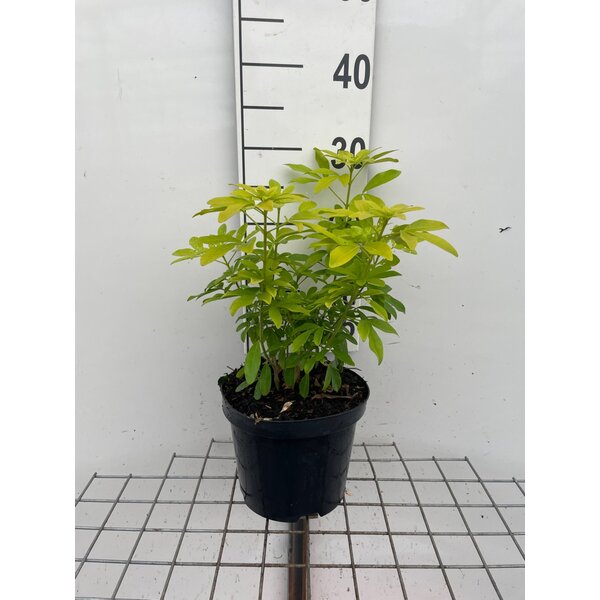 Choisya ternata Sundance - 3,0L 20+