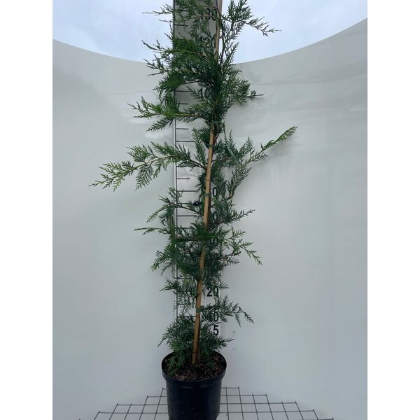 Cupressocyparis leylandii - 5,0L 125+