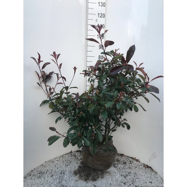 Photinia fraseri 'Red Robin' - met kluit 80+