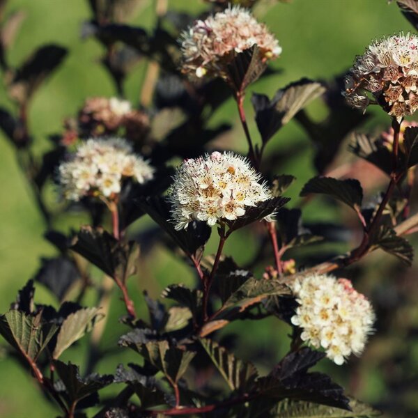 Physocarpus opulif. Little Joker