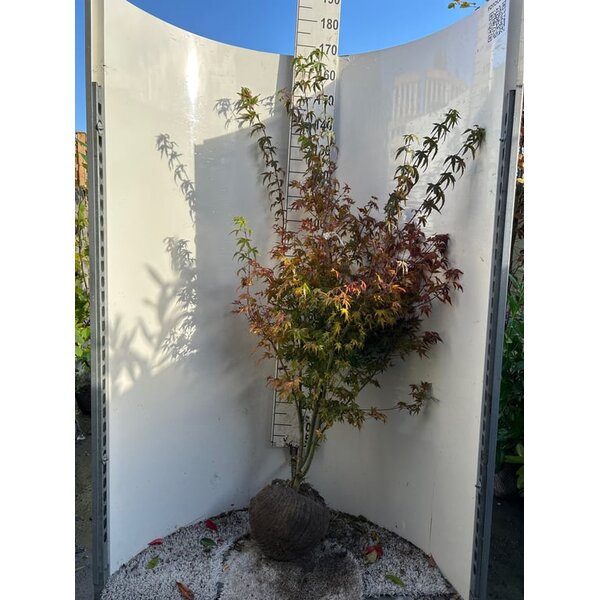 Acer palmatum - met kluit 125+