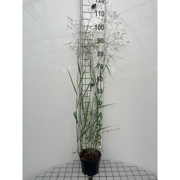 Panicum virgatum 'Heavy Metal' - 2,0L