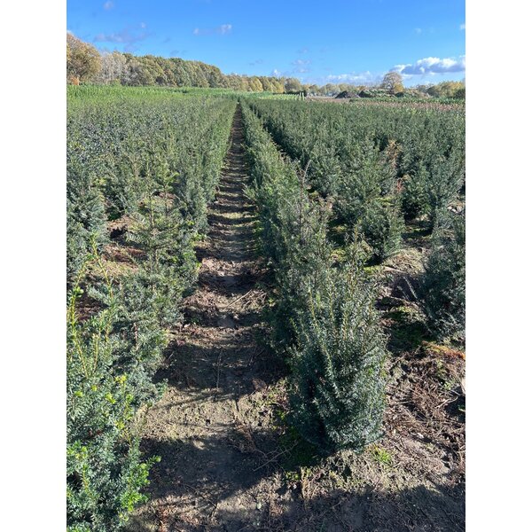 Taxus baccata - met kluit 60+