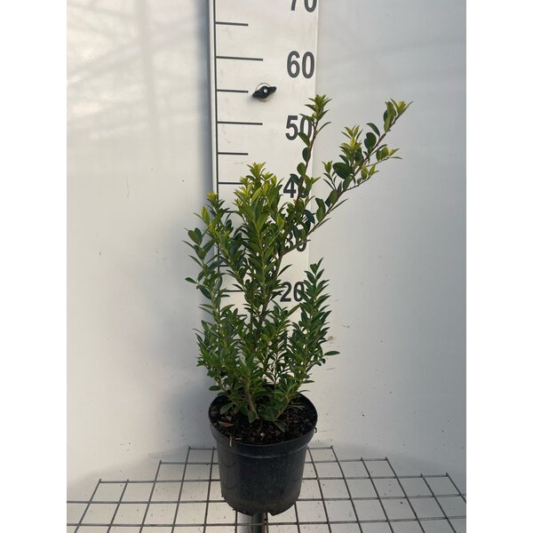 Ilex crenata 'Blondie' - 3,0L 30+