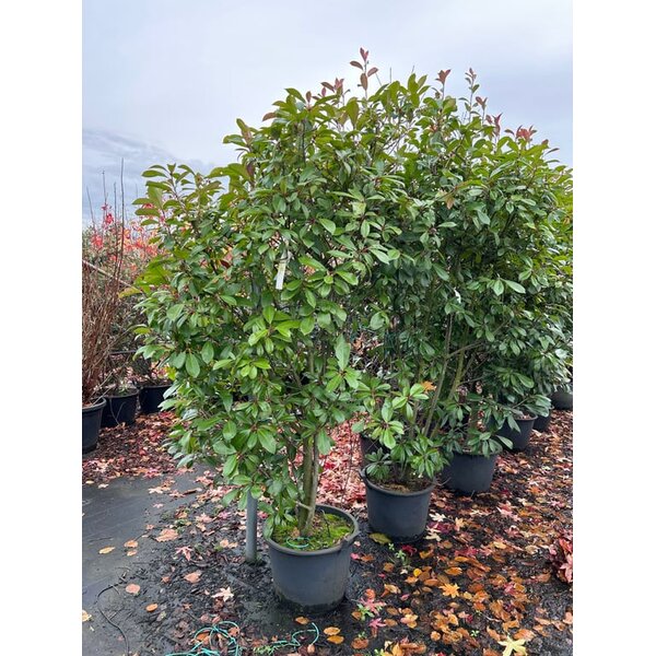 Photinia fraseri 'Red Robin' - 40L 175+