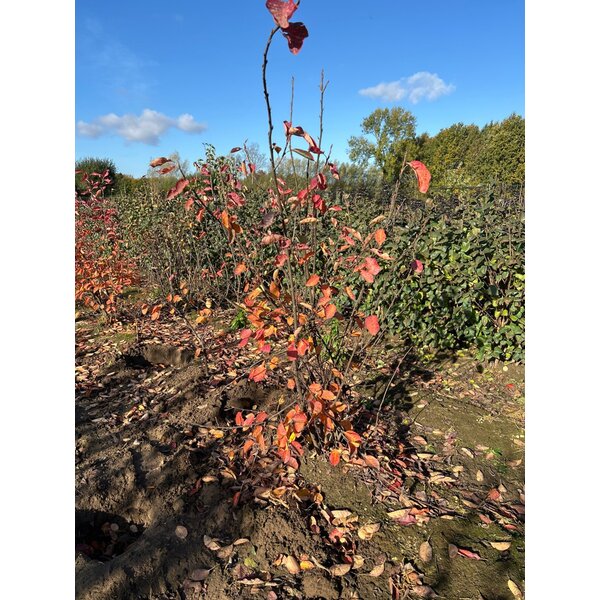 Amelanchier lamarckii - met kluit 125+