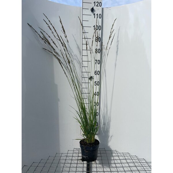 Molinia caerulea - 2,0L