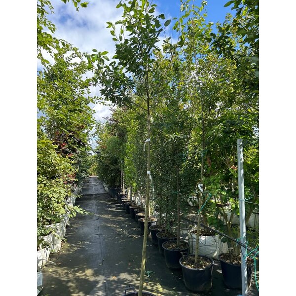 Amelanchier arborea 'Robin Hill' - 50L 10-12 HO