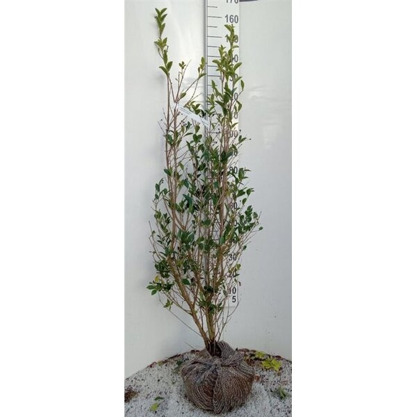 Ligustrum ovalifolium - met kluit 125+