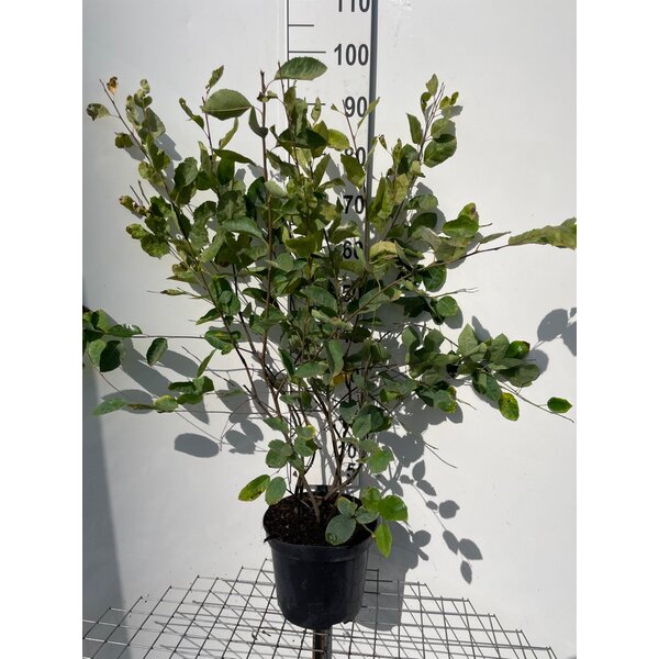 Amelanchier lamarckii - 7,5L 80+