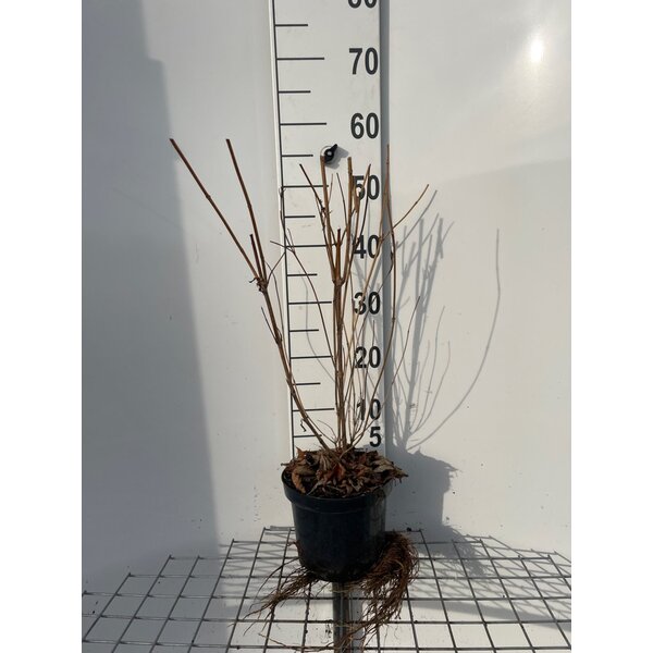 Weigela 'Candida' - 3,0L 50+