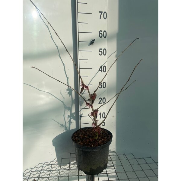 Hamamelis int. 'Feuerzauber' - 5,0L 60+