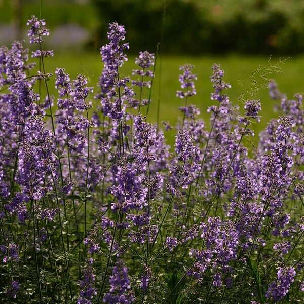 Nepeta 'Walker's Low'