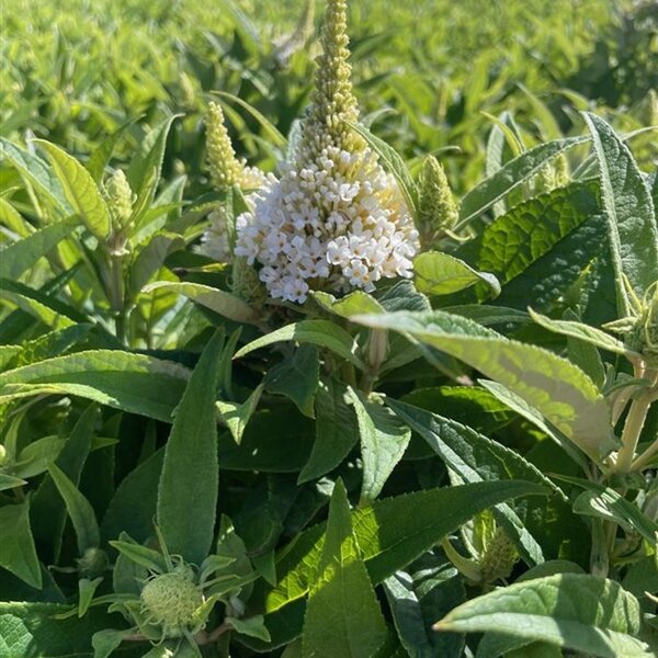 Buddleja d. Butt. Candy Little White