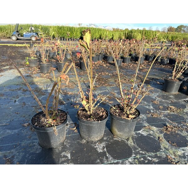 Euonymus alatus - 3,0L 30+