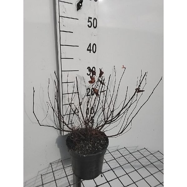 Spiraea fritschiana - 3,0L 30+
