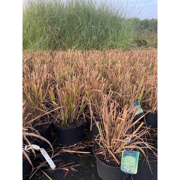 Miscanthus sin. 'Strictus' - 5,0L