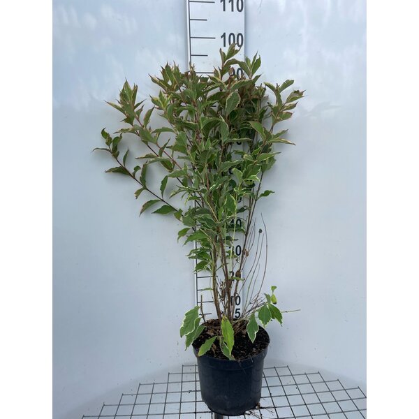 Weigela 'Nana Variegata' - 7,5L 80+