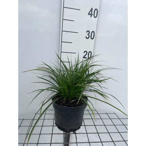 Carex morrowii 'Variegata' - 2,0L