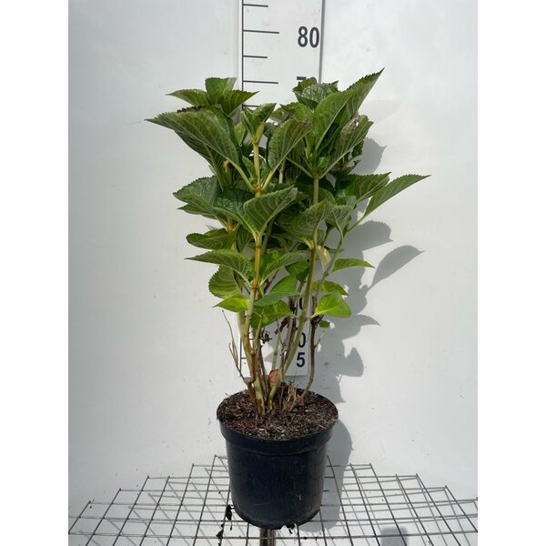 Hydrangea m. 'Sibilla' - 7,5L 60+