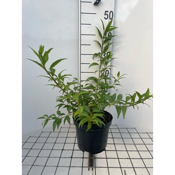 Forsythia Marée d'Or - 3,0L 30+