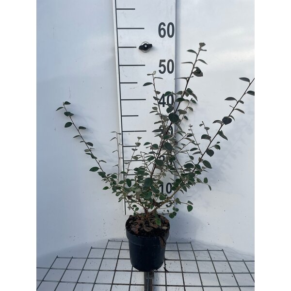 Cotoneaster franchetii - 1,3L