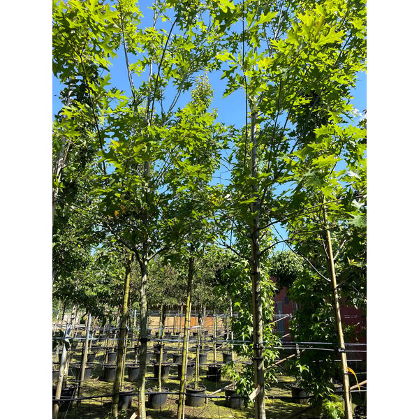 Quercus texana 'New Madrid' - 50L 10-12 HO
