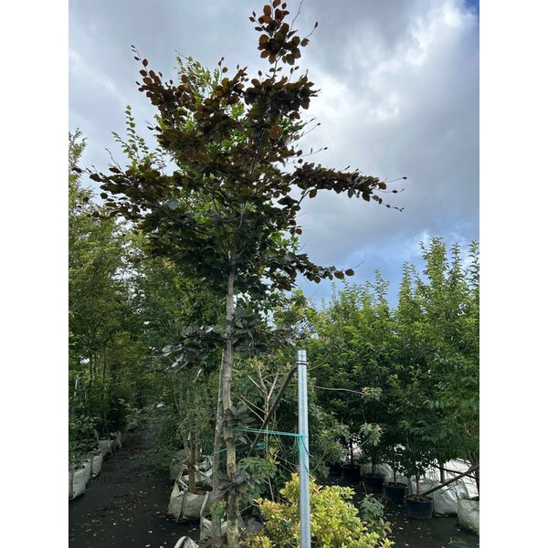 Fagus syl. 'Atropunicea' - 100L 300+